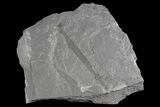 Pennsylvanian Fossil Horsetail (Annularia) Plate - Kentucky #176787-3